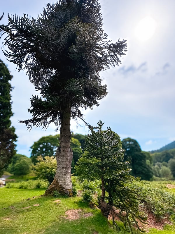 Trees on a hill.