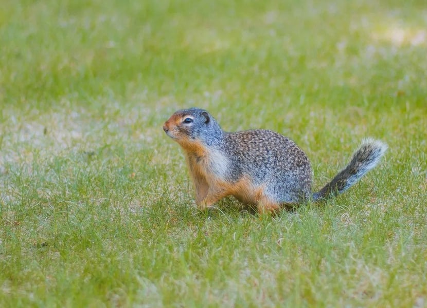 Orange and grey marmot in a green field