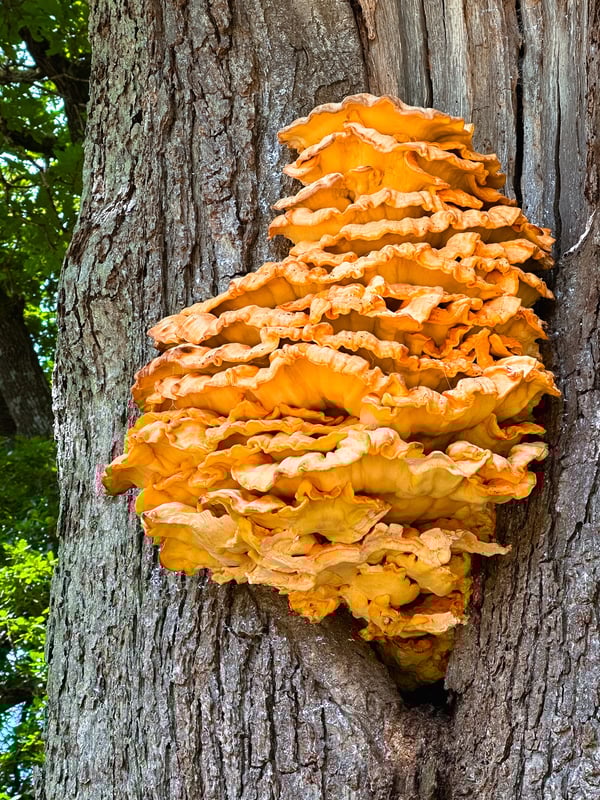 Orange fungi on a tree.