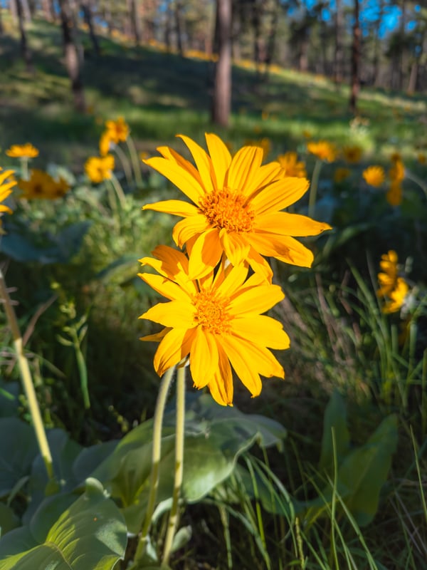 Bright yellow arrowroot flowers at Knox Mountain in the spring