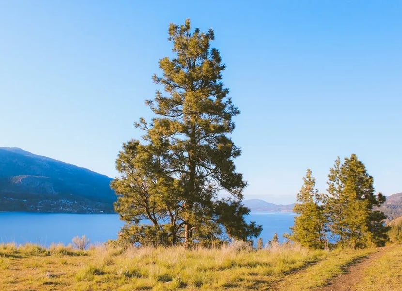 A tall tree on the Paul's Tomb trail with views of Okanagan lake in the background.