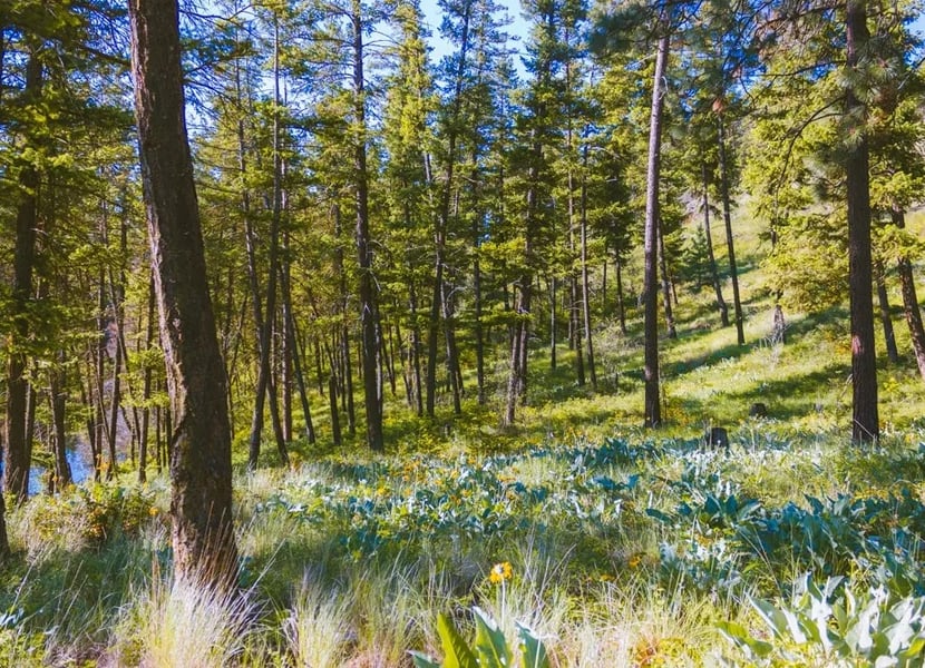 Spring forest in Kelowna.