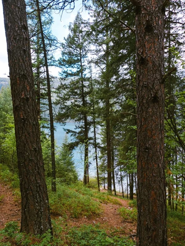 Trail through a forest