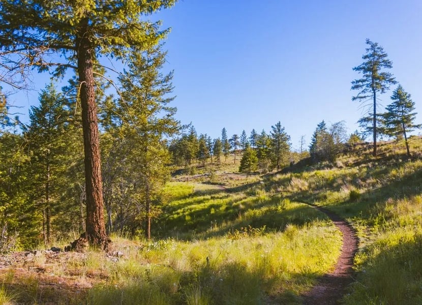 A dirt trail through a hillside of trees and grass.
