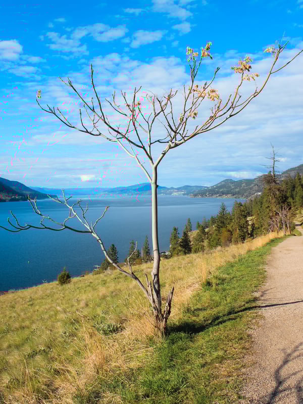 Small tree along the Paul's Tomb trail on Knox Mountain with views of Okanagan Lake in the background.