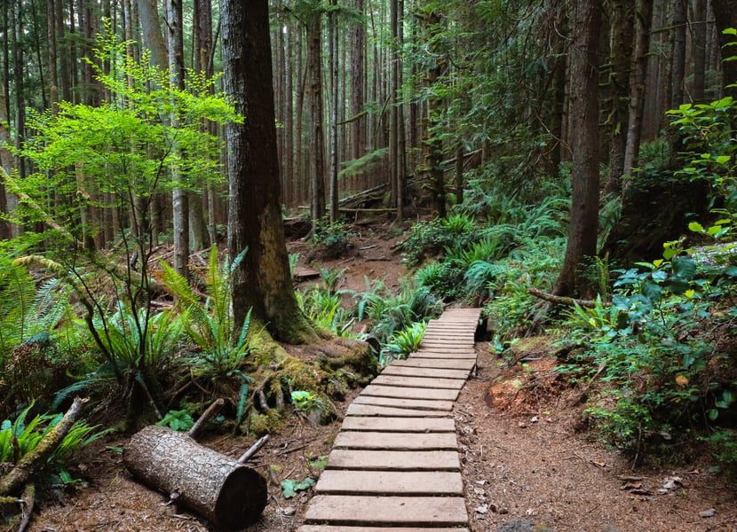 Boardwalk trail through the lush forest leading to Mystic Beach in Juan de Fuca Provincial Park.