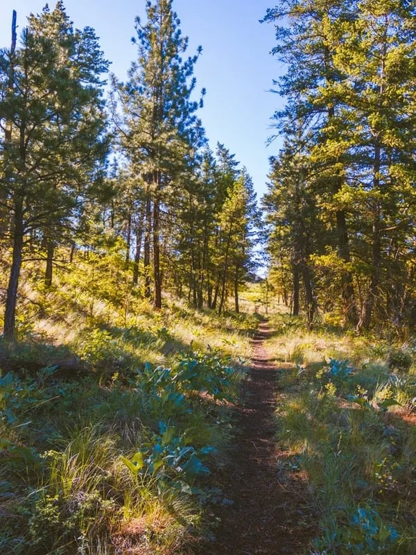 Trail through a forest on Knox Mountain.