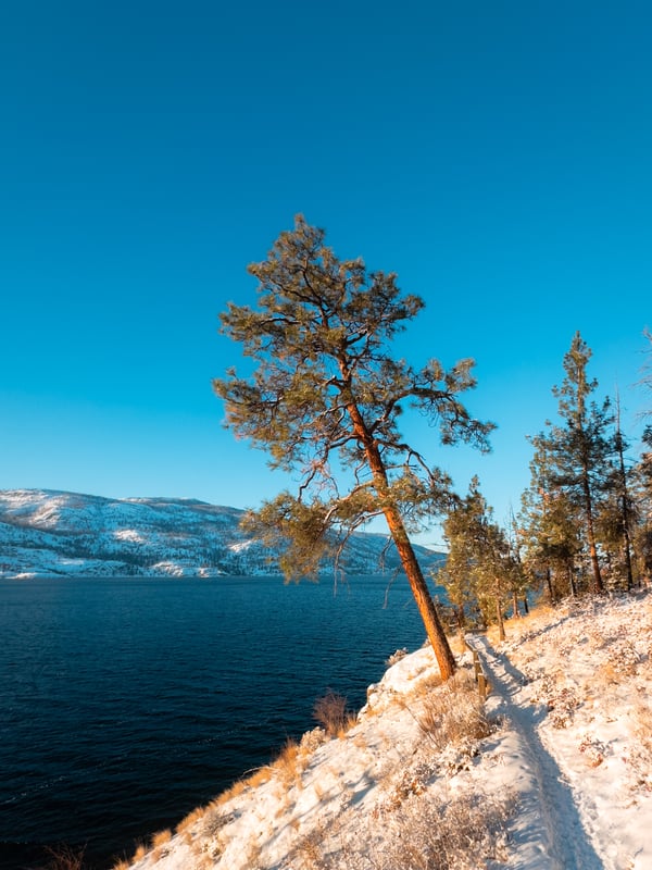 A lone pine tree next to a snowy winter trail.