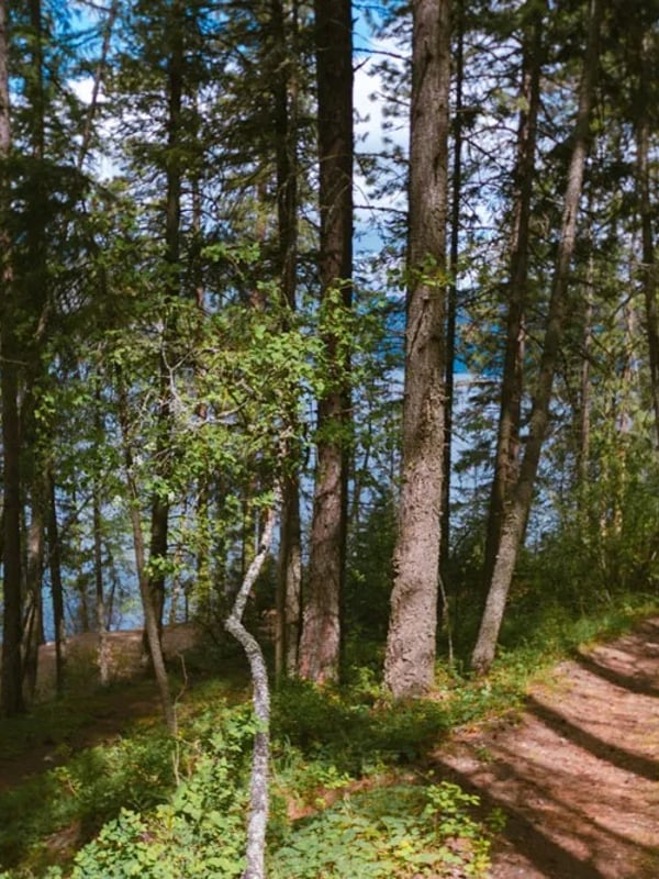 Trail through a forest
