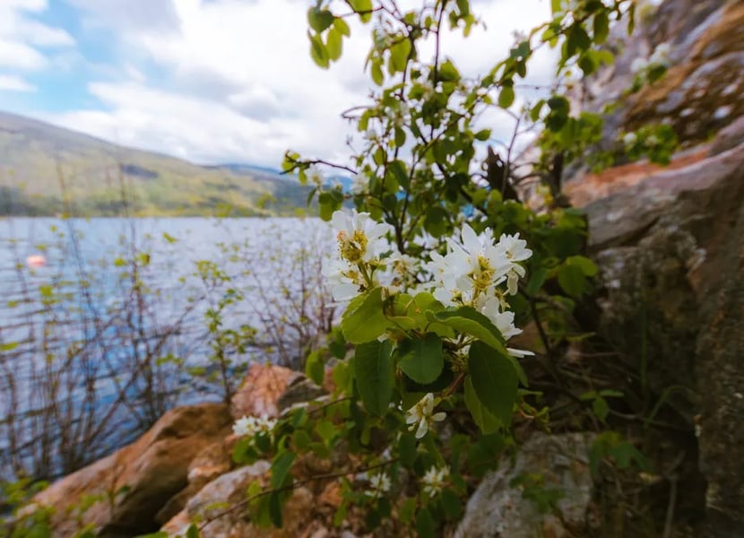 Shoreline of Christina lake