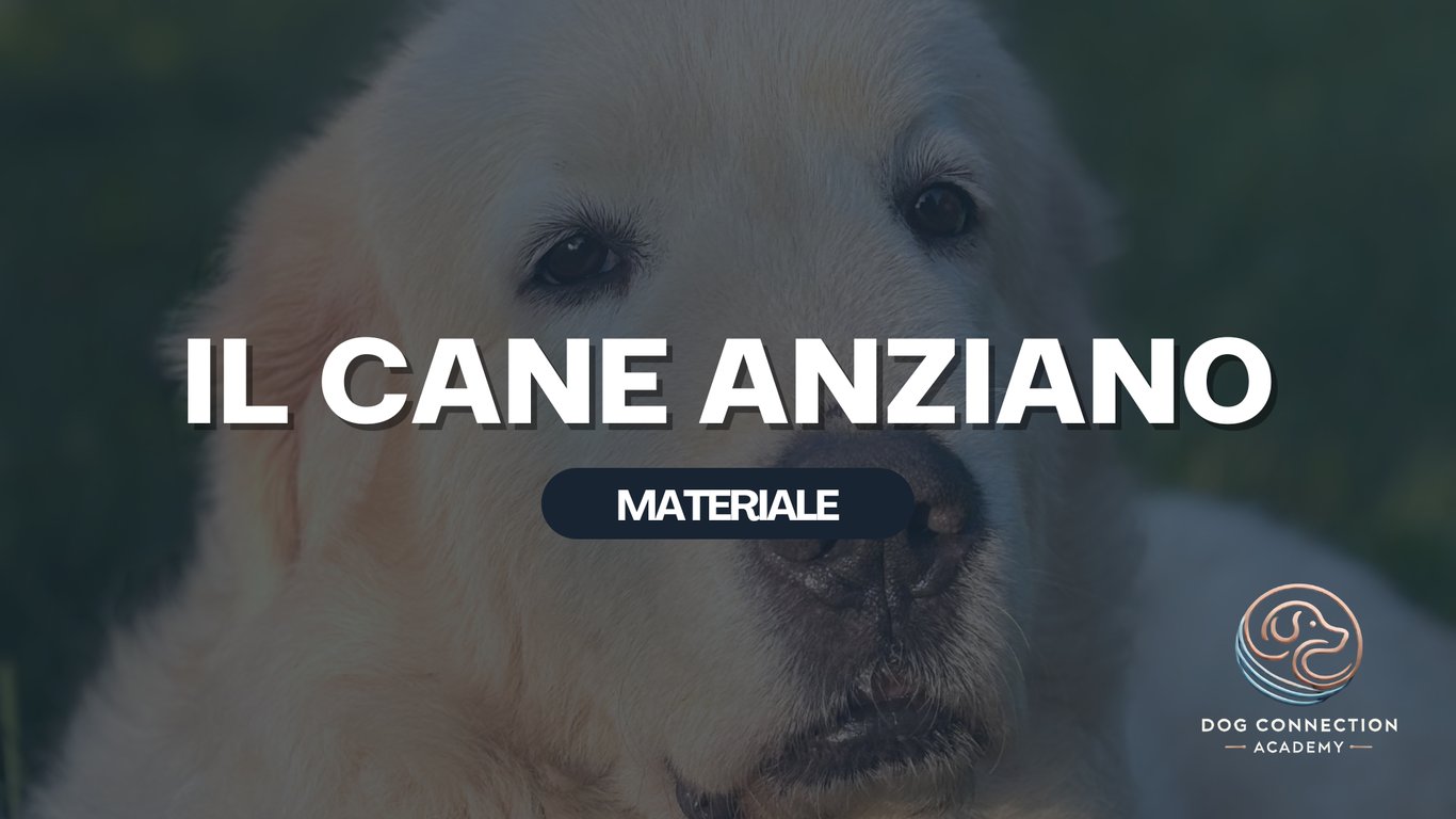 Materiale - Il Cane Anziano