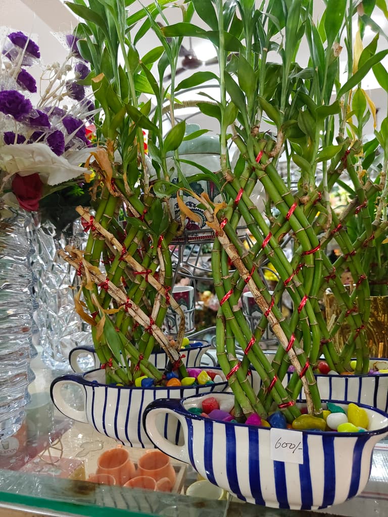 Bamboo Plant in White Pot | Green | Decorative