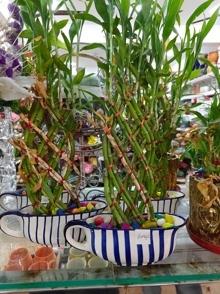 Bamboo Plant in White Pot | Green | Decorative