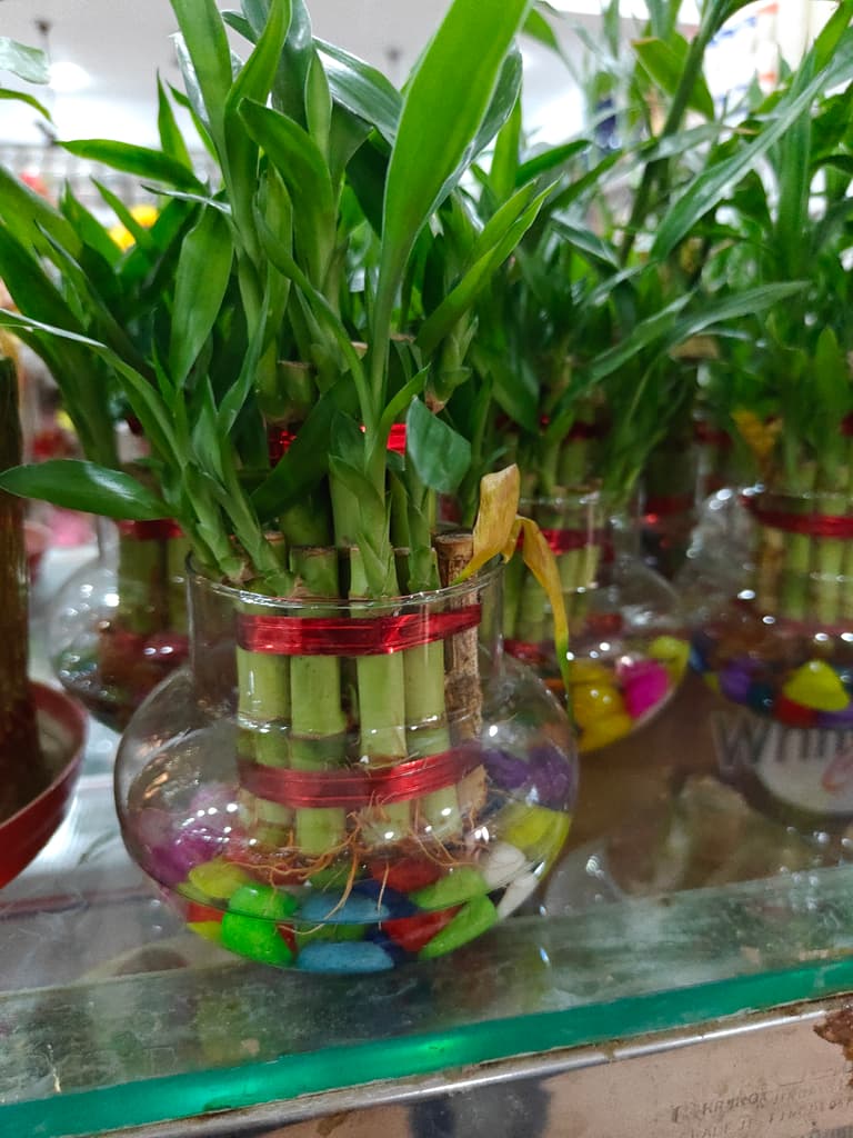Bamboo Plant in Glass Vase | Green | Decorative
