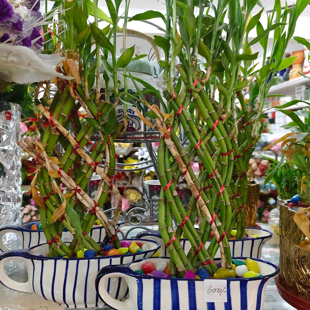 Bamboo Plant in White Pot | Green | Decorative