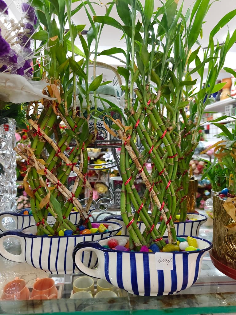 Bamboo Plant in White Pot | Green | Decorative