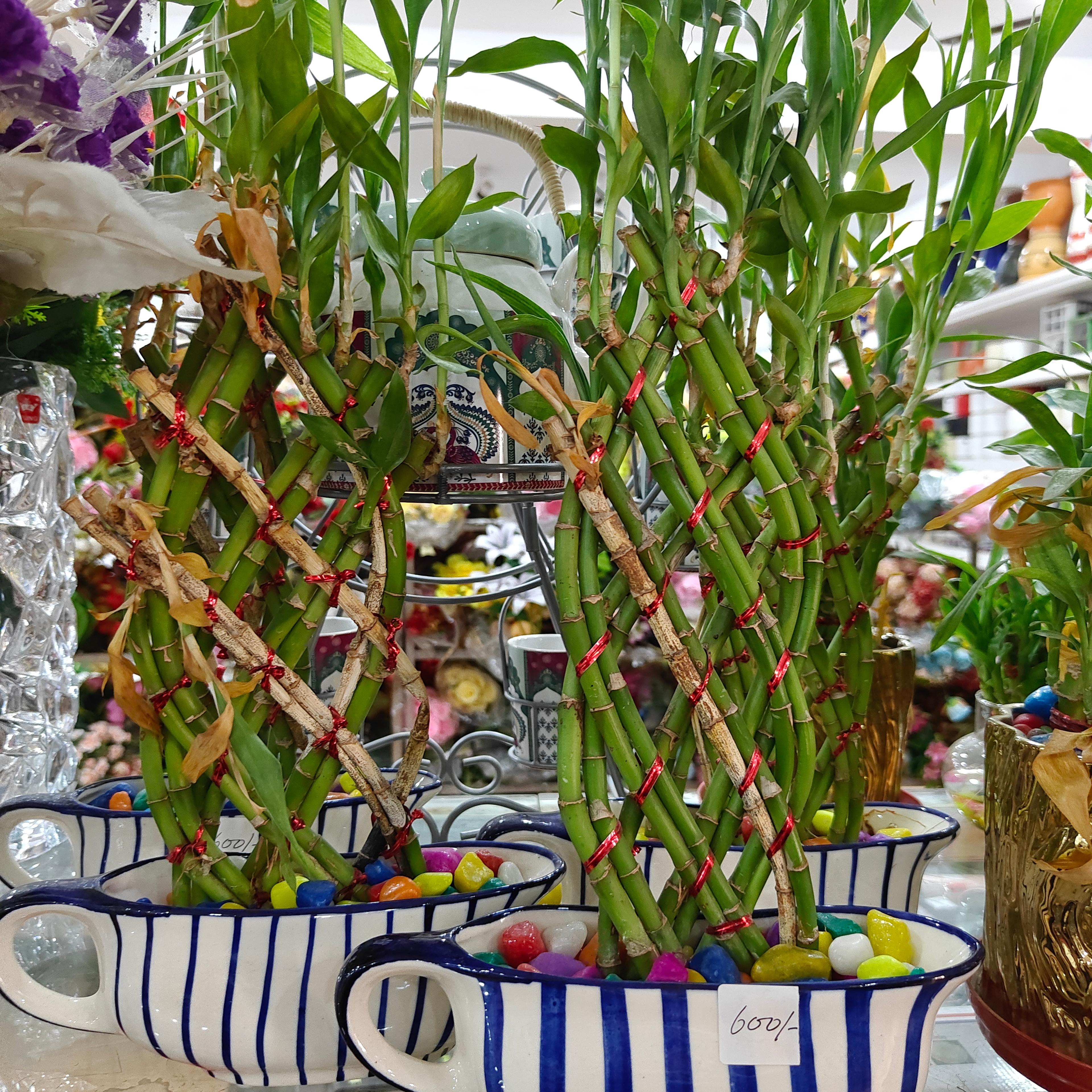 Bamboo Plant in White Pot | Green | Decorative