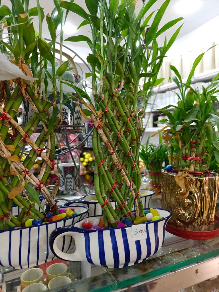 Bamboo Plant in White Pot | Green | Decorative