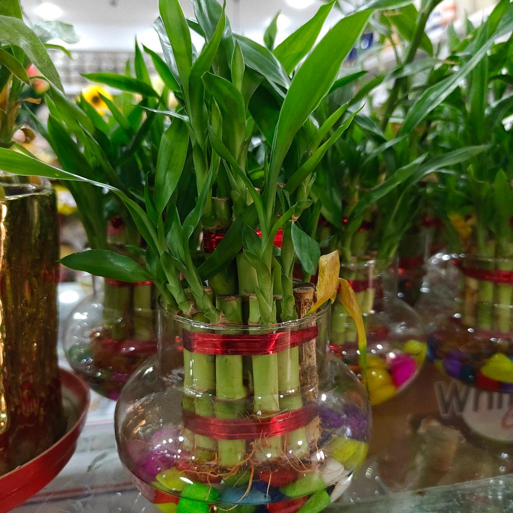 Bamboo Plant in Glass Vase | Green | Decorative