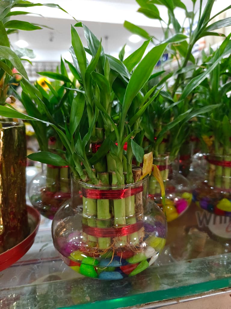 Bamboo Plant in Glass Vase | Green | Decorative