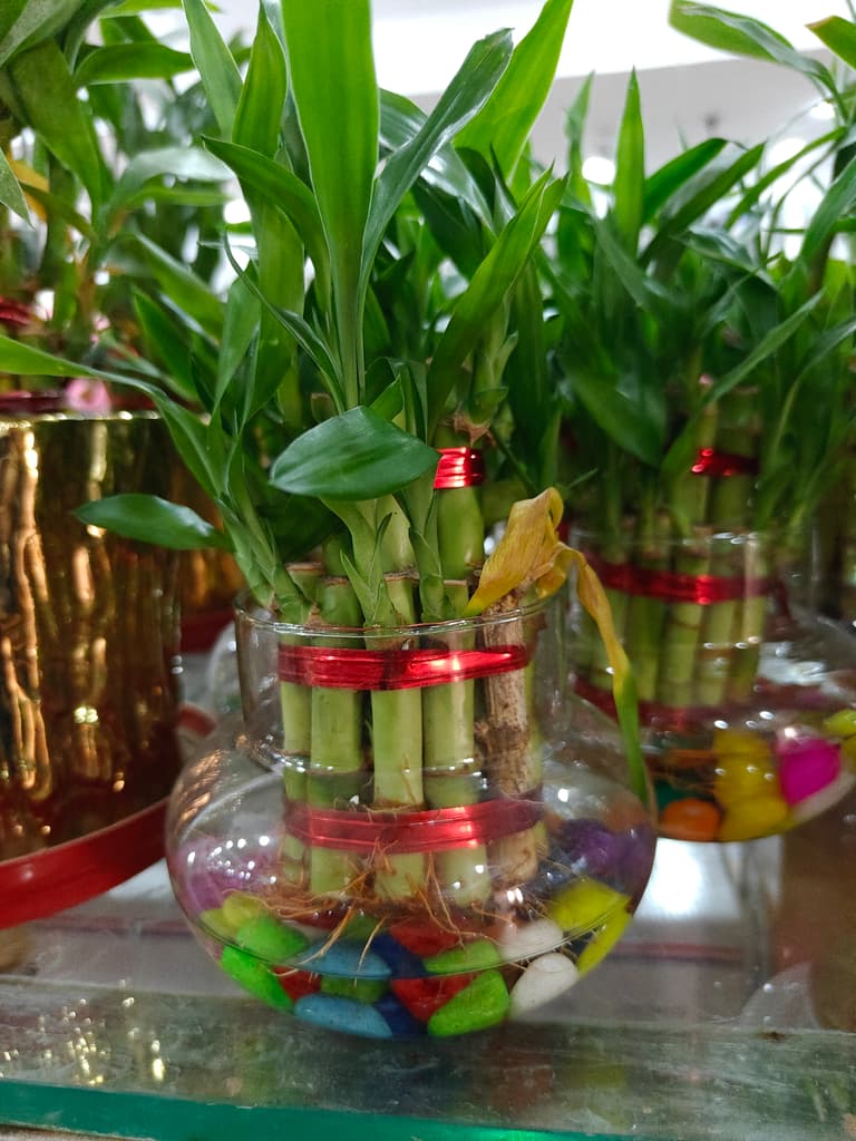 Bamboo Plant in Glass Vase | Green | Decorative