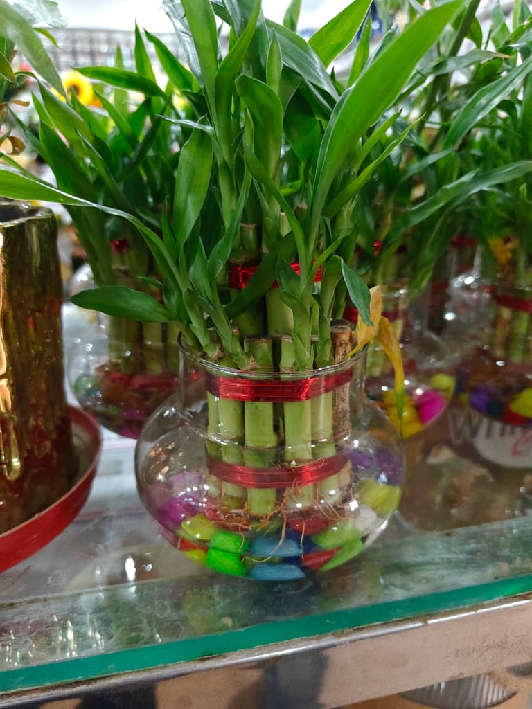 Bamboo Plant in Glass Vase | Green | Decorative
