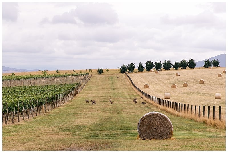 Zonzo—A-Yarra-Valley-Winery-Wedding_0027.jpg