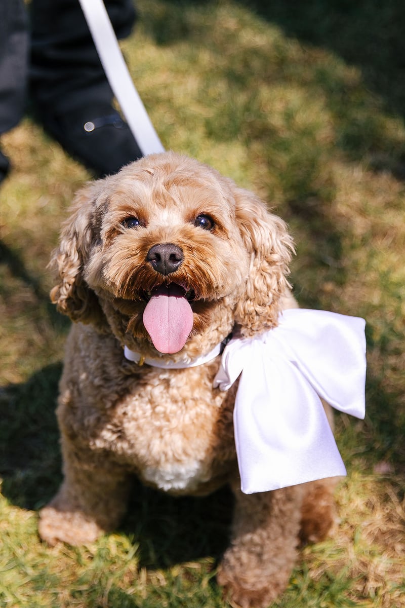 Kings Creek Vineyard249