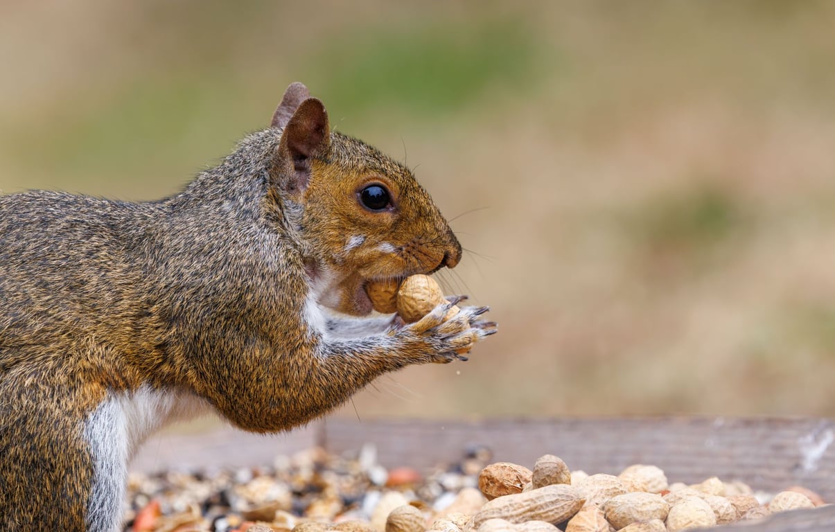 Rodent Control Near Me: How to Choose a Local Exterminator You Can Trust