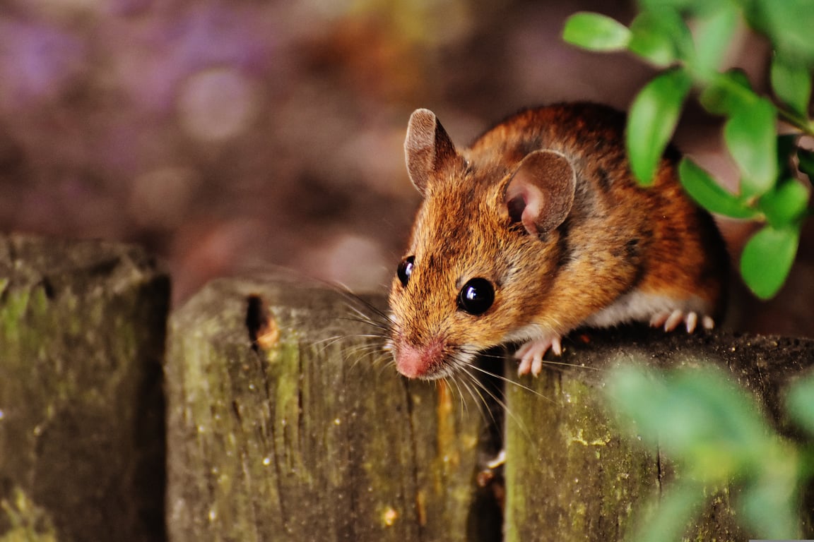 mouse exterminator inspection