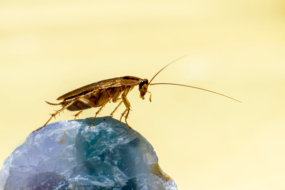 cockroach pest control