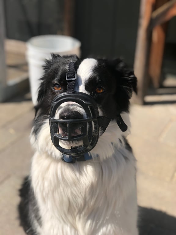 dog basket muzzle training