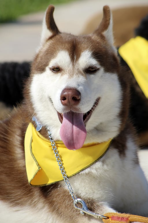 dog obedience training class