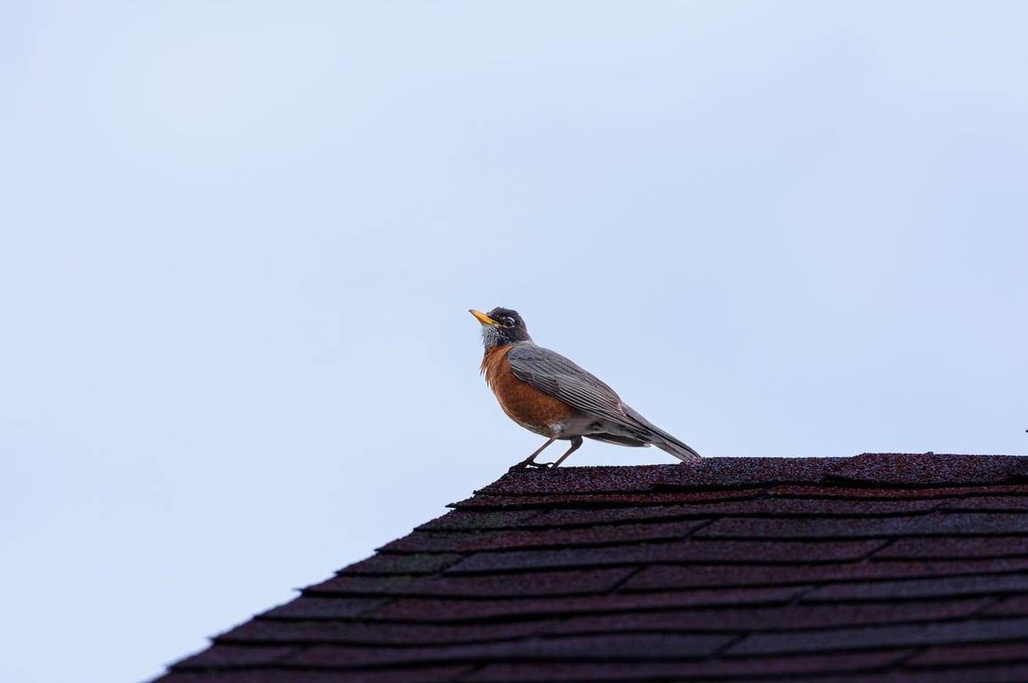 Shingle Roof Hail Damage: How to Spot It Before Small Hits Become Major Repairs