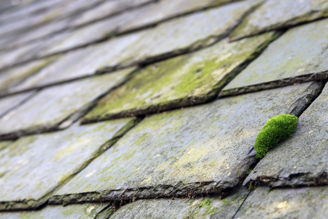 roofing contractor inspection