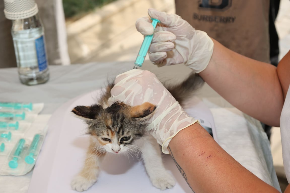 PetSmart vaccination clinic