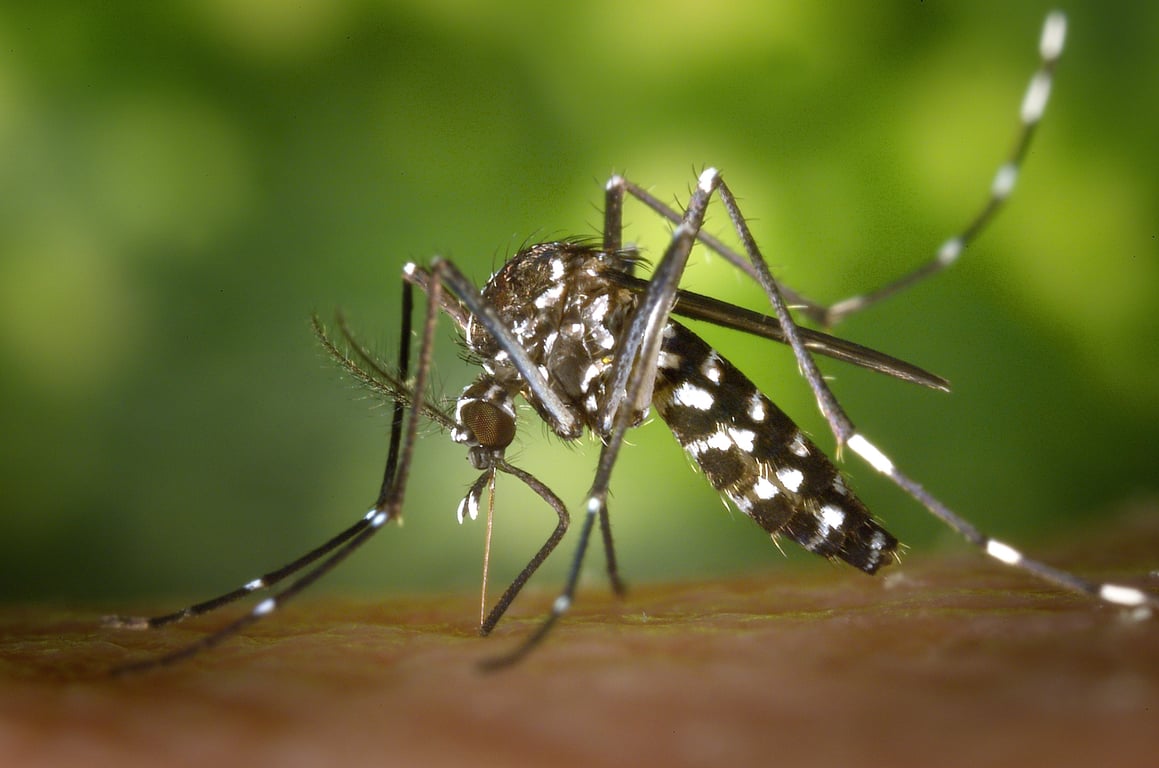 mosquito tick yard treatment