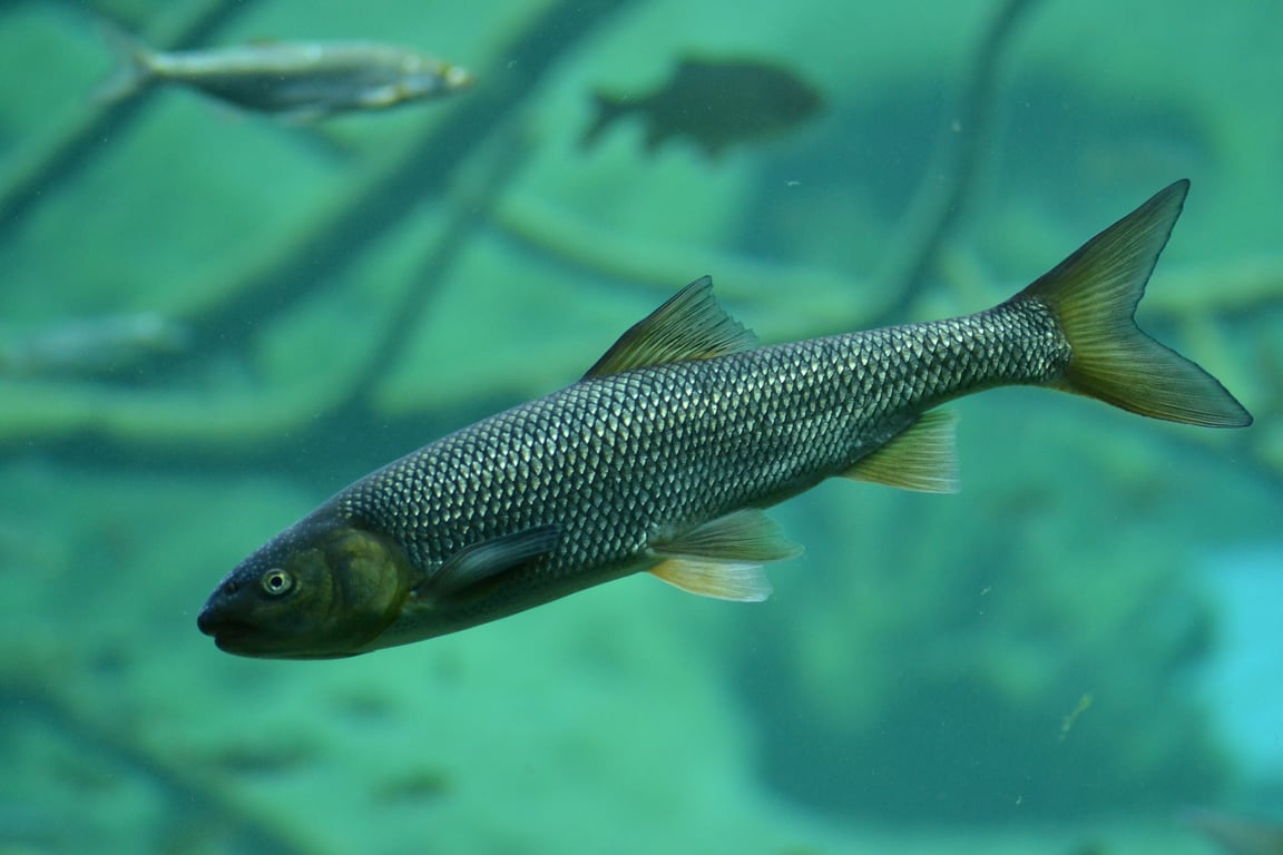 stocked trout pond