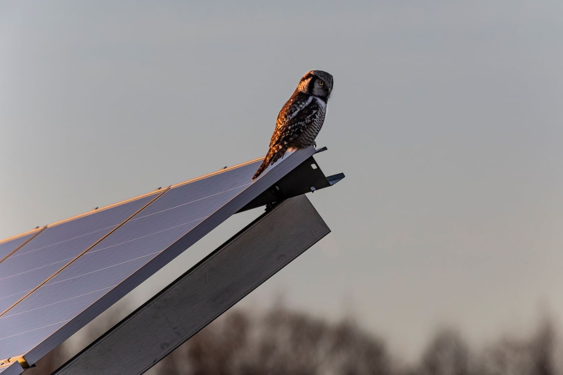 Roof Solar Panels Cost: What U.S. Homeowners Should Budget For