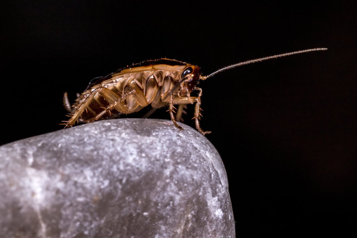cockroach kitchen