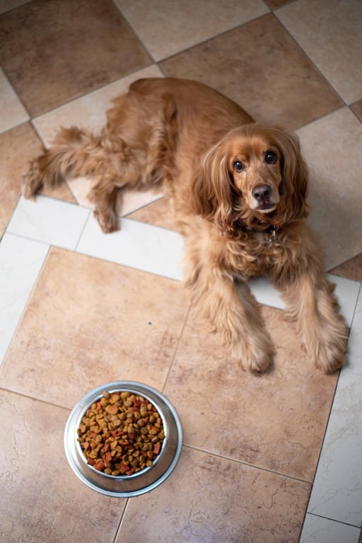 dog food bowl