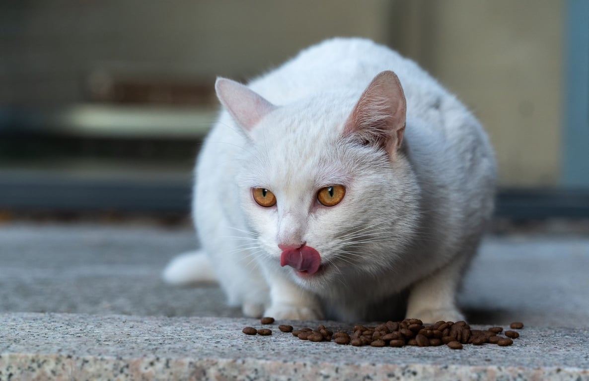 Pet Food Delivery: How to Compare Cost, Convenience, and Nutrition