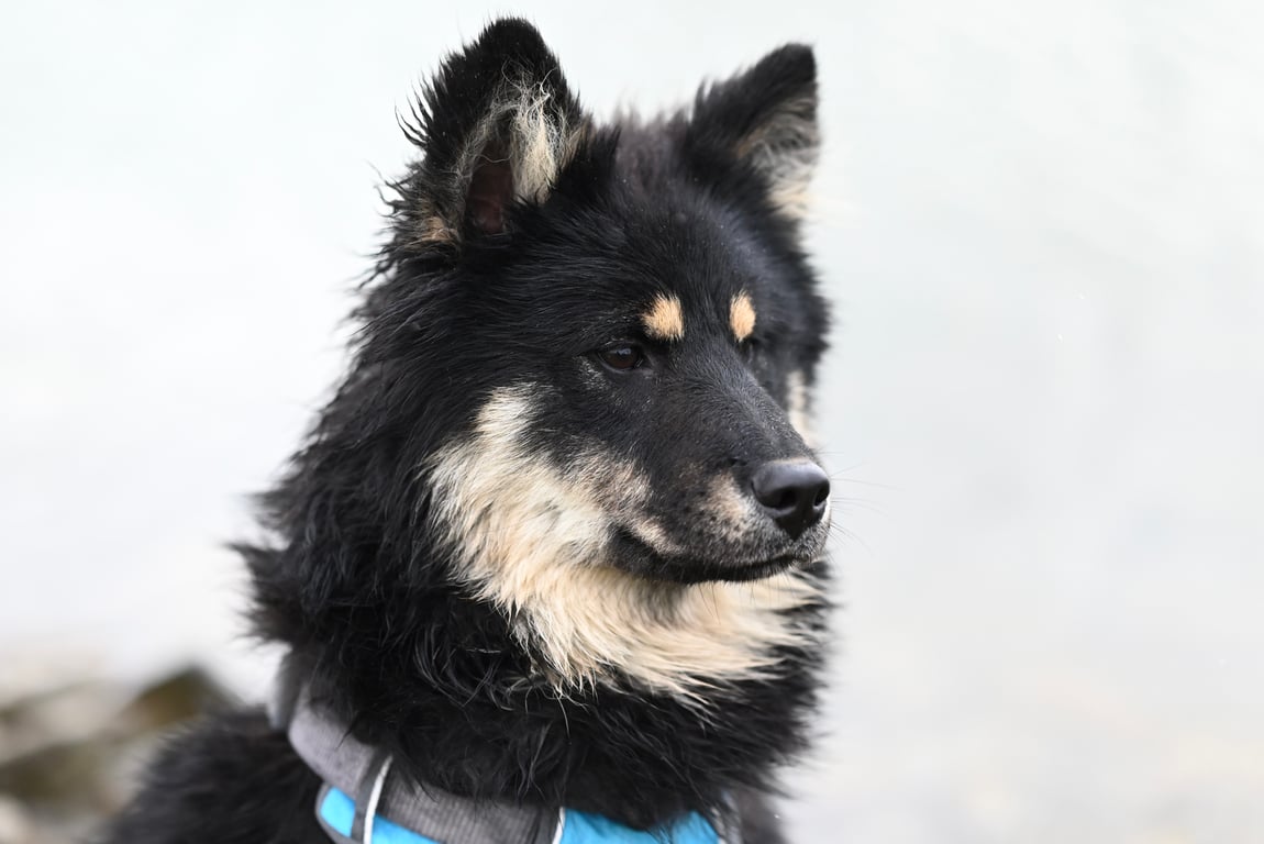 dog veterinary examination