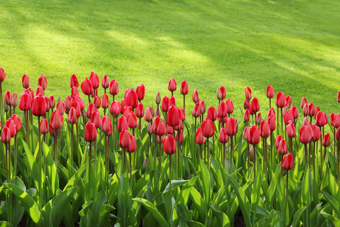 landscape gardener planting garden