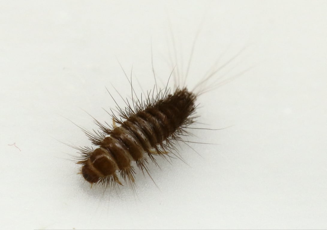 household insect close-up