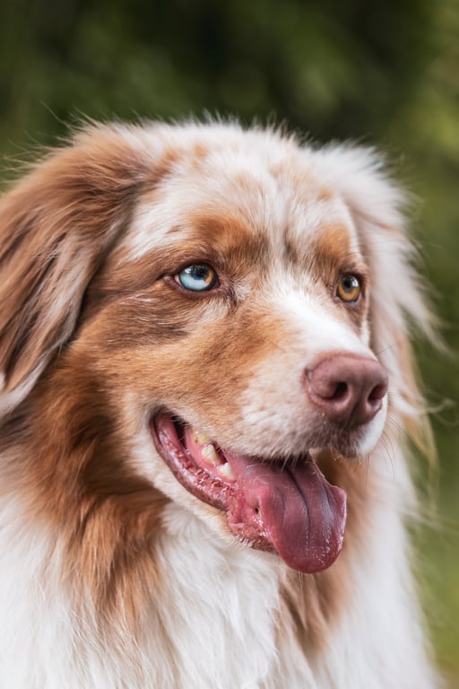 dog veterinary clinic