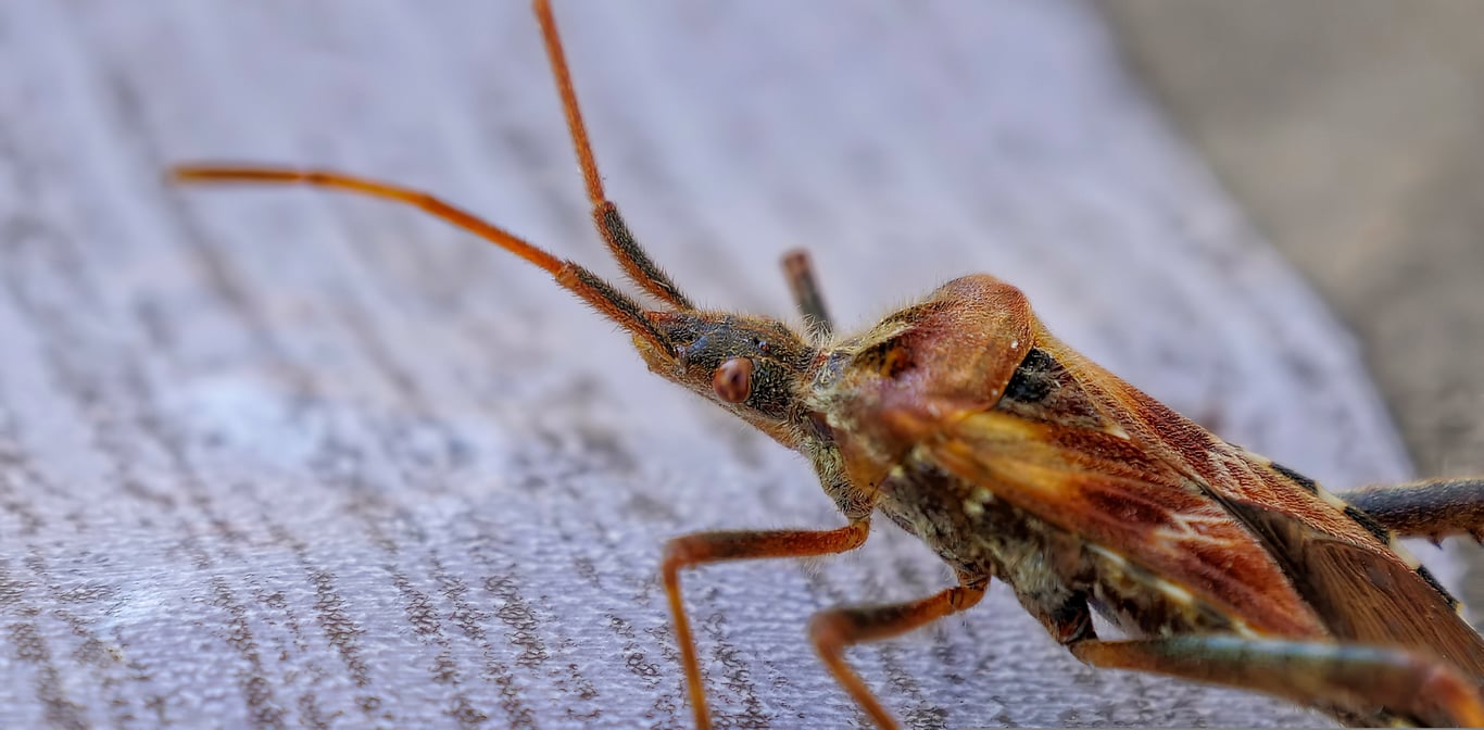 bed bug heat treatment
