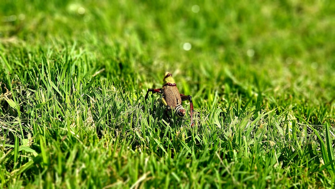 Lawn Insect Control: Identify the Pest Before You Treat the Problem