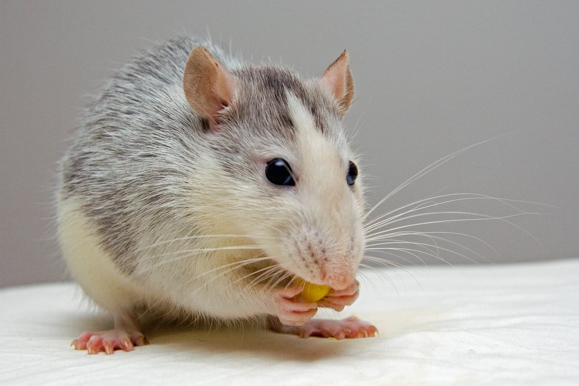 rat exterminator inspection