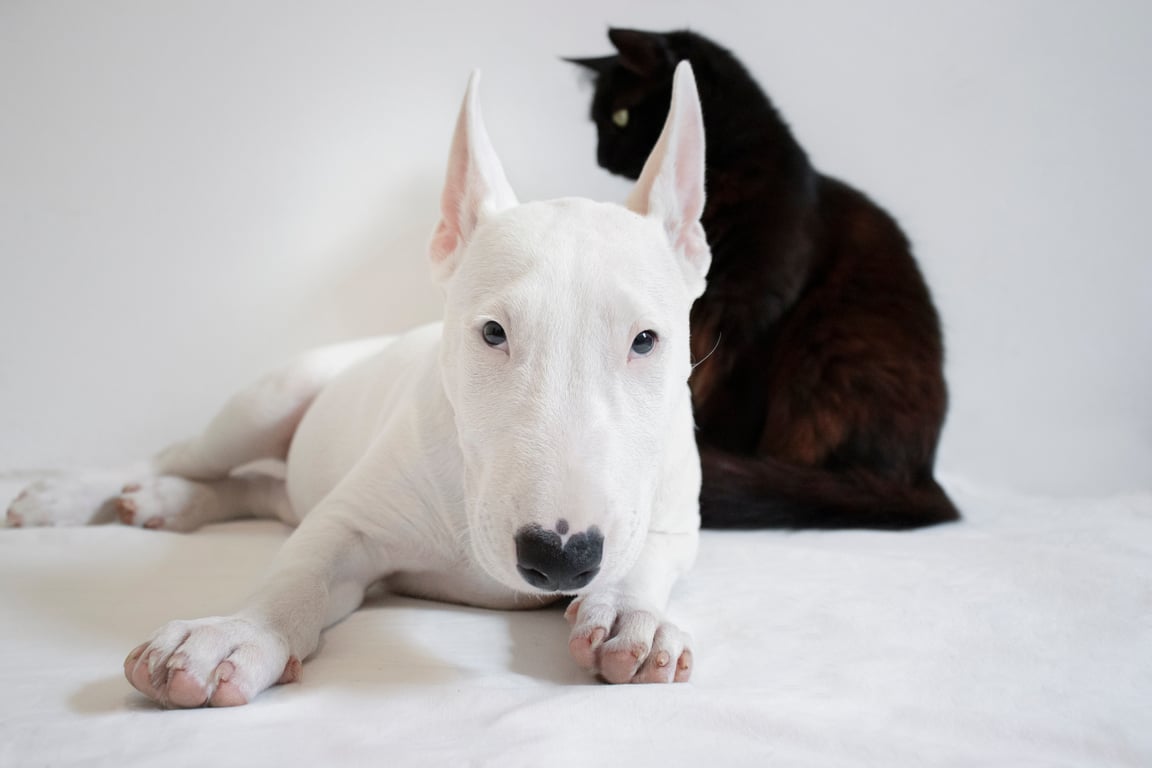 dogs and cats